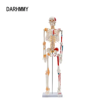 DARHMMY Скелет человека Модель 1/2 Натуральная величина 85 см Наполовину мышца и половина связки Рисунок Медицинская наука Анатомия